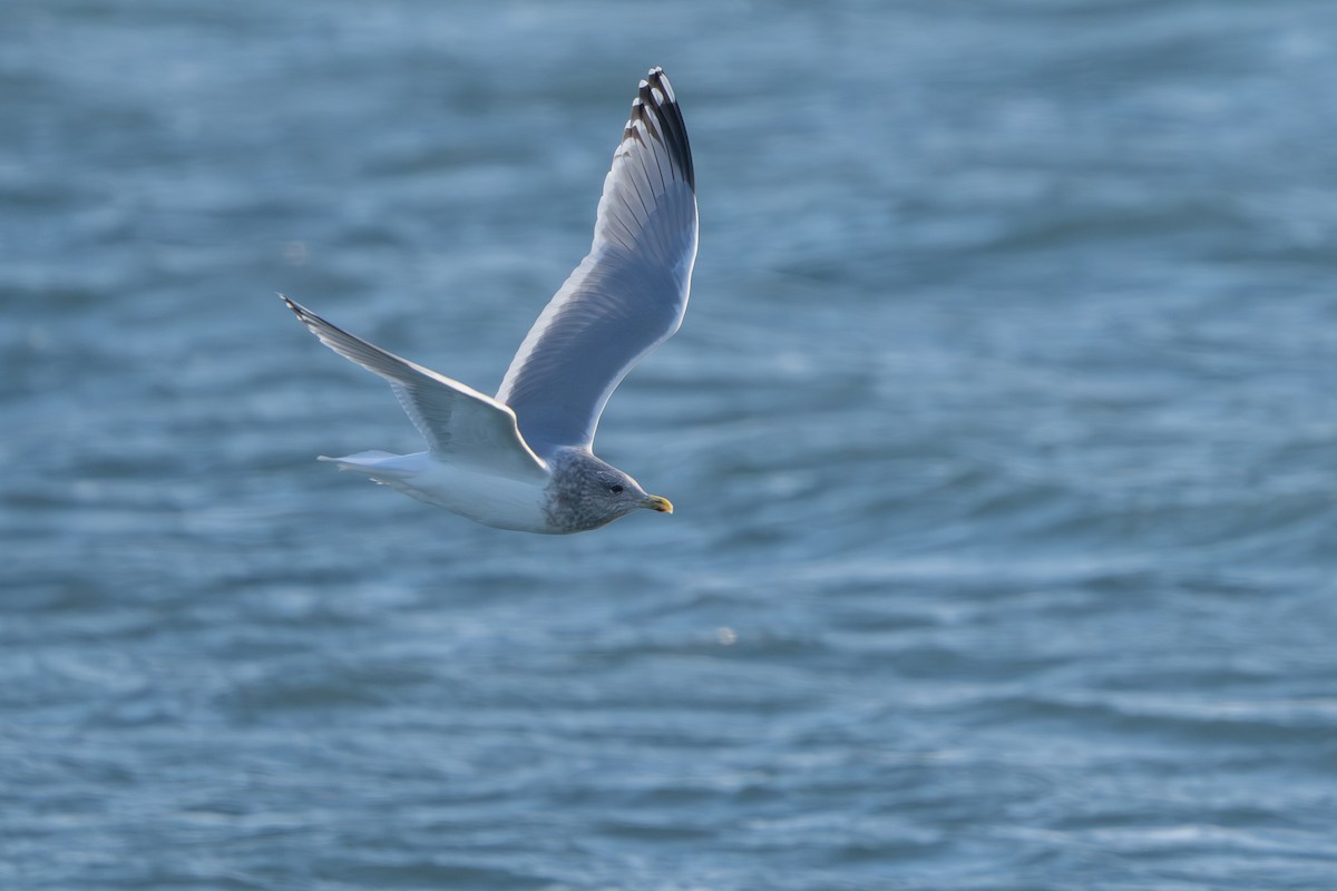 アイスランドカモメ（亜種 カナダカモメ） - ML647209319