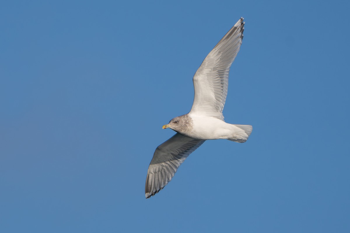 アイスランドカモメ（亜種 カナダカモメ） - ML647209320