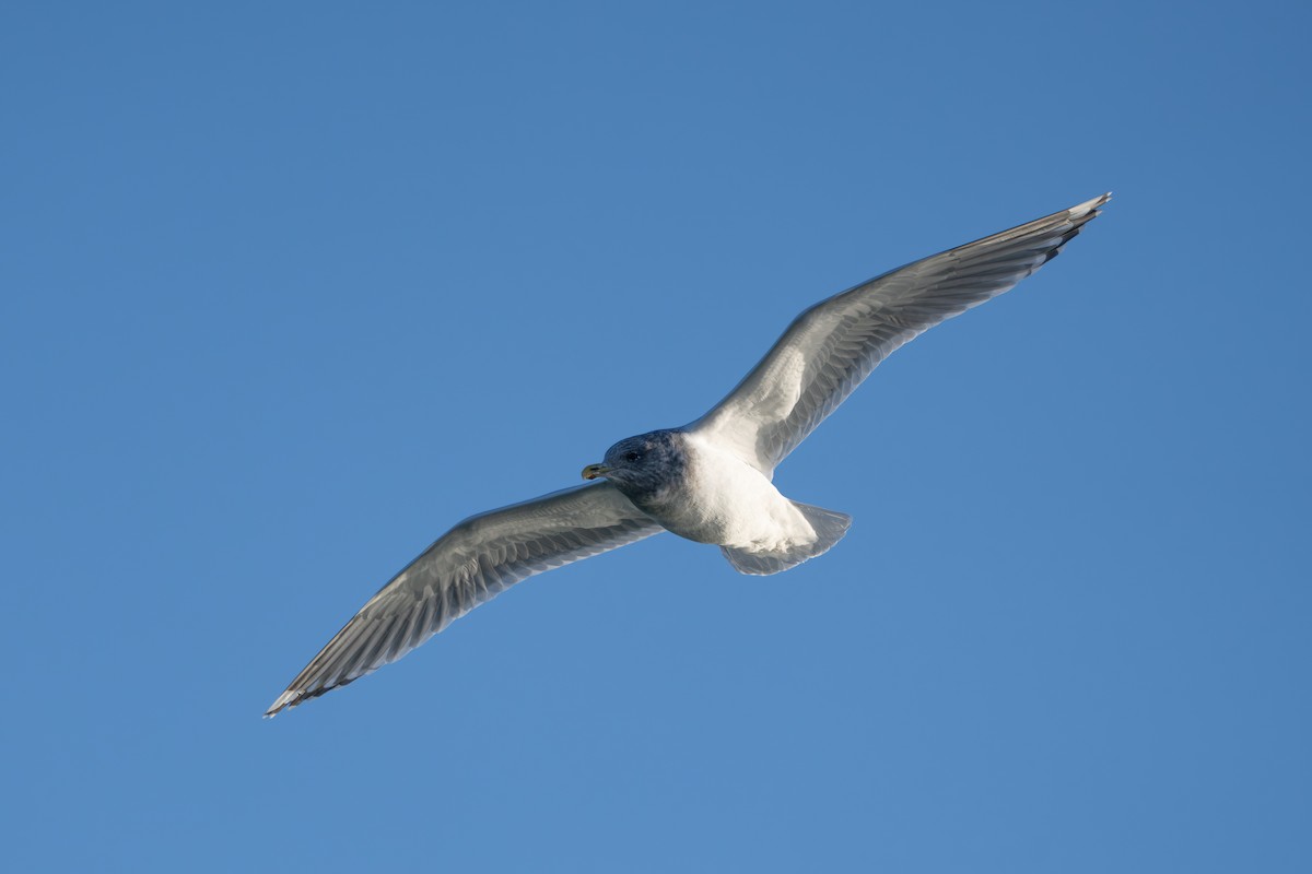 アイスランドカモメ（亜種 カナダカモメ） - ML647209321