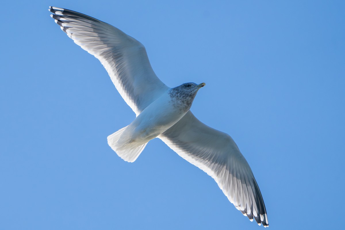 アイスランドカモメ（亜種 カナダカモメ） - ML647209323