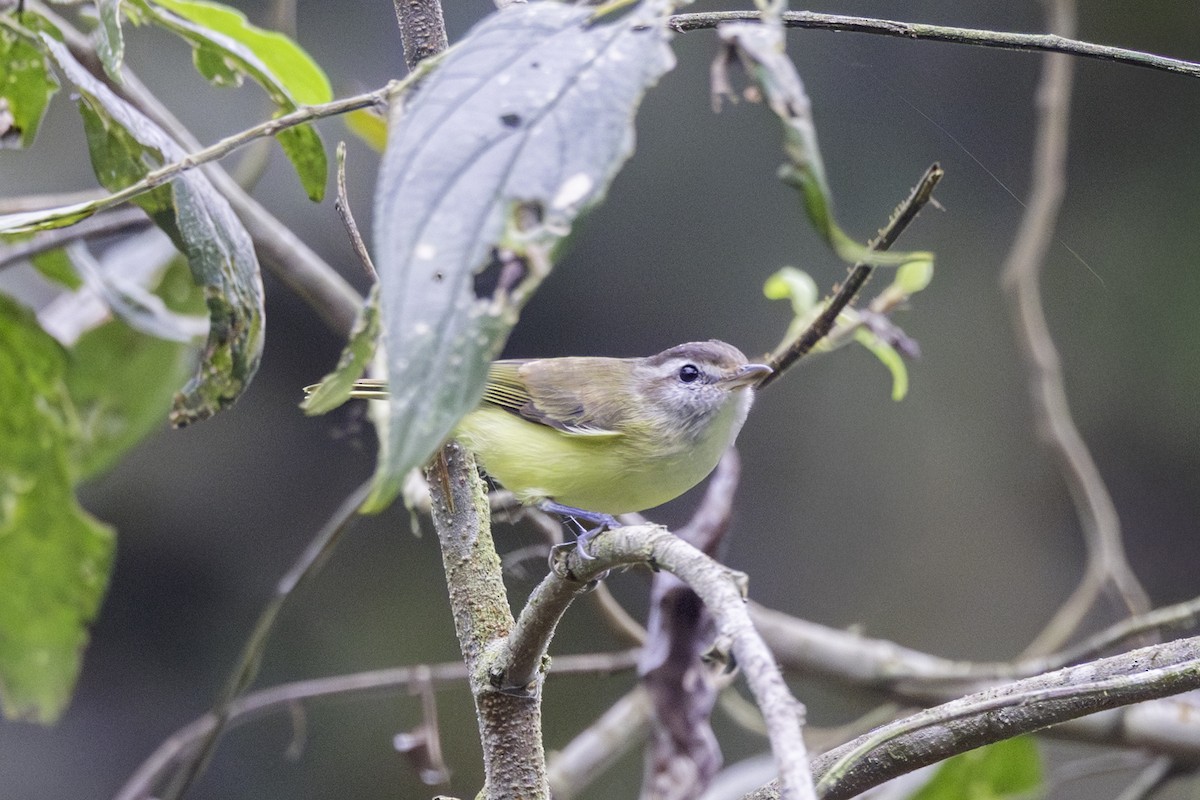 Brown-capped Vireo - ML647209341