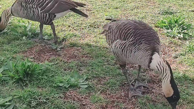 Hawaiian Goose - ML647209360