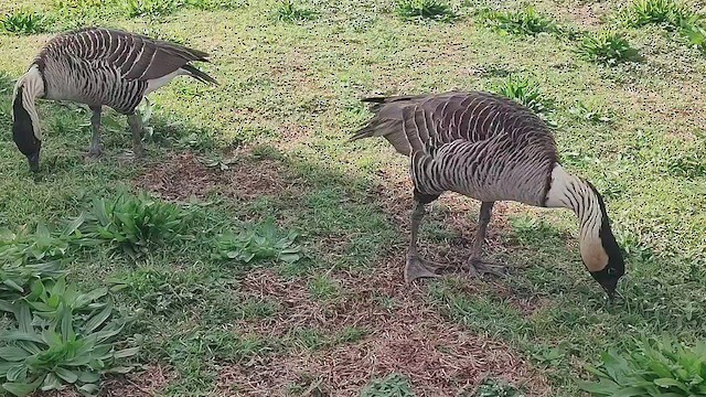 Hawaiian Goose - ML647209363