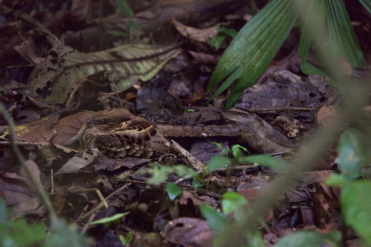 pauraquenattravn - ML647209370