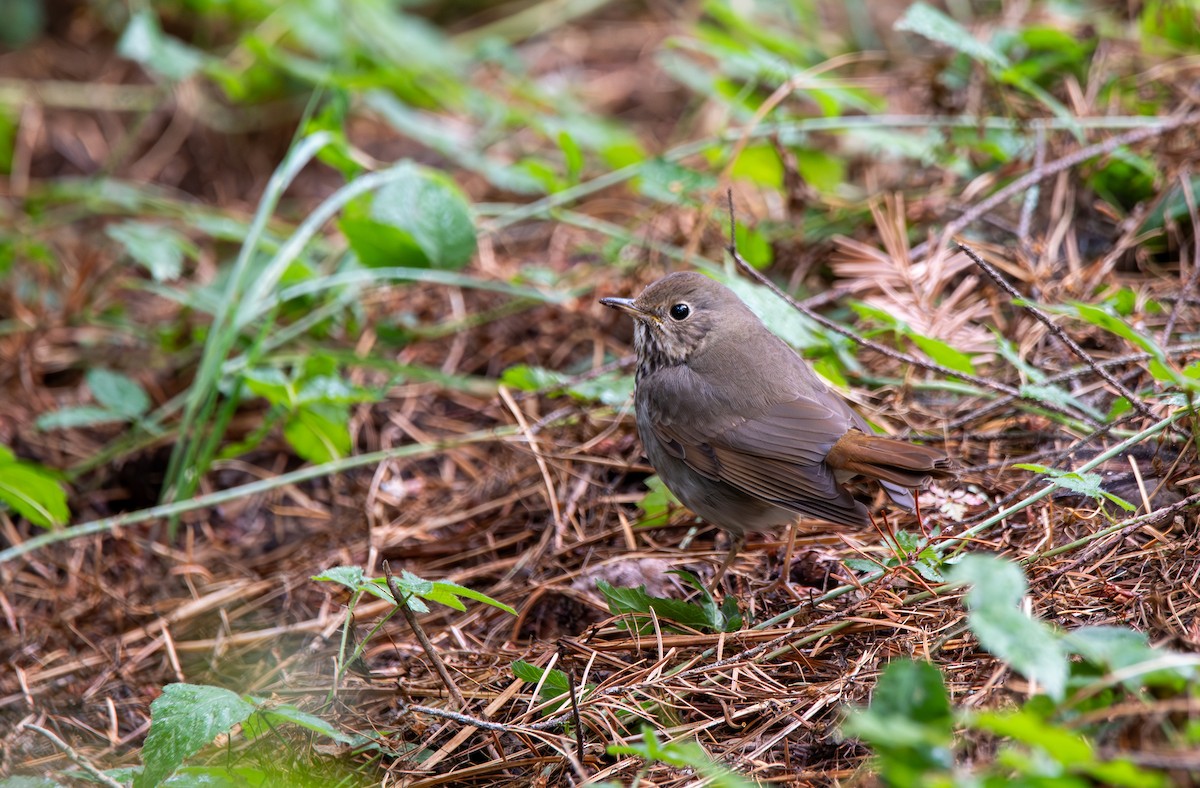 Hermit Thrush - ML647209378