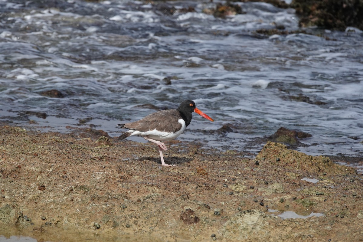 American Oystercatcher - ML647209379