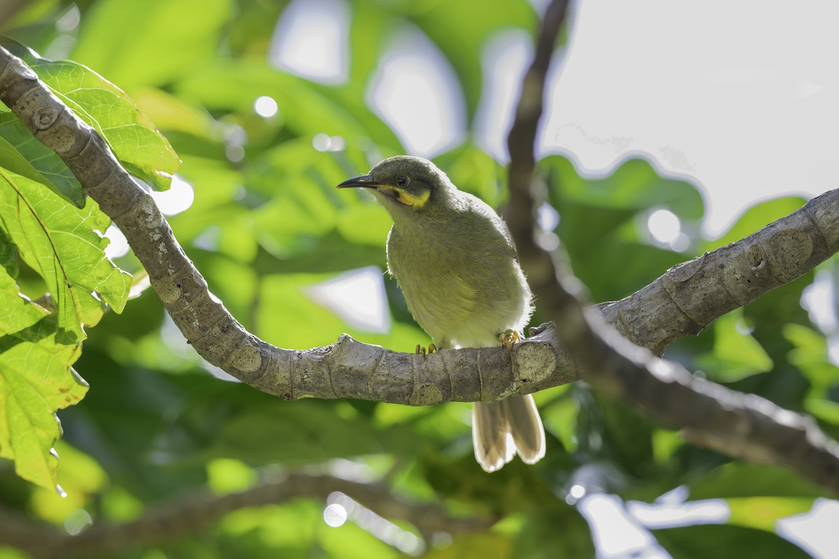 Eastern Wattled-Honeyeater - ML647209383