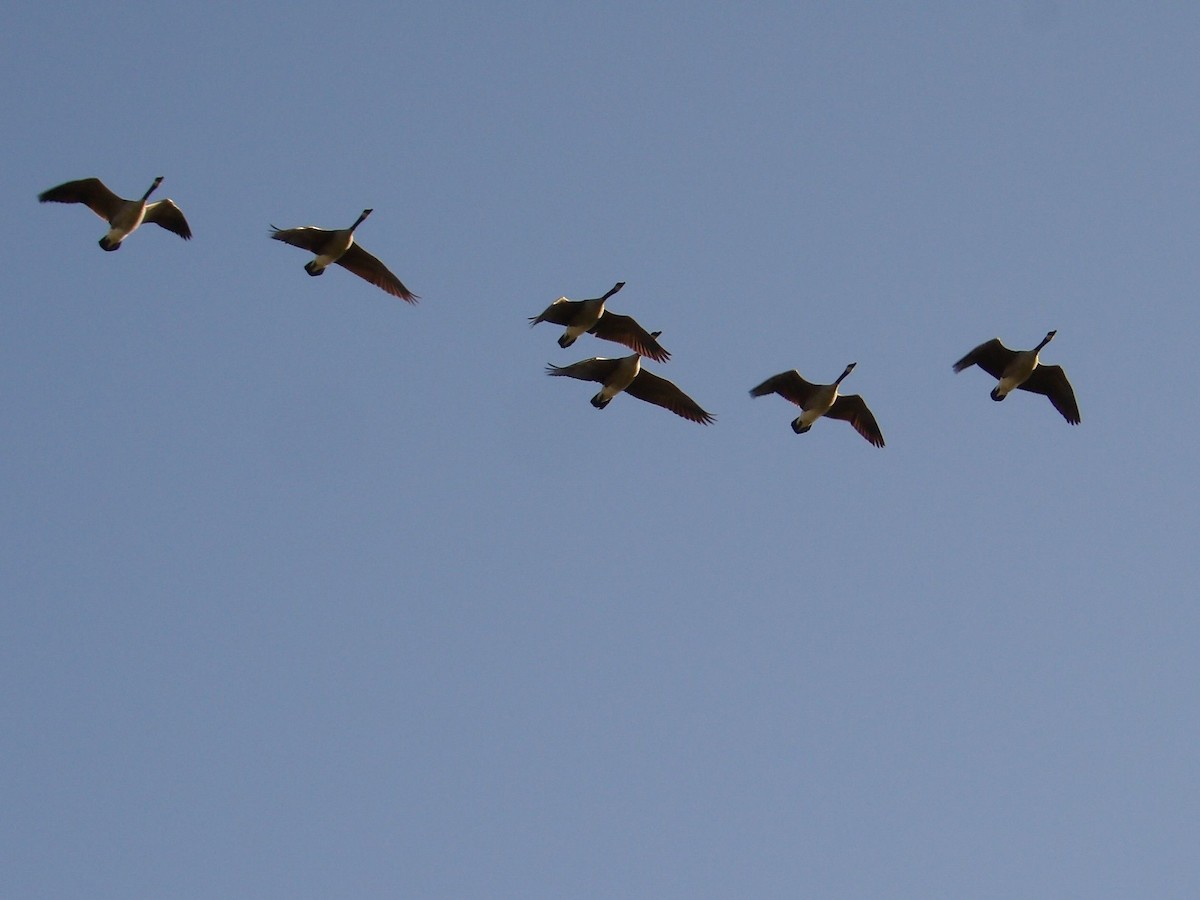 Kanadagans - ML647209387