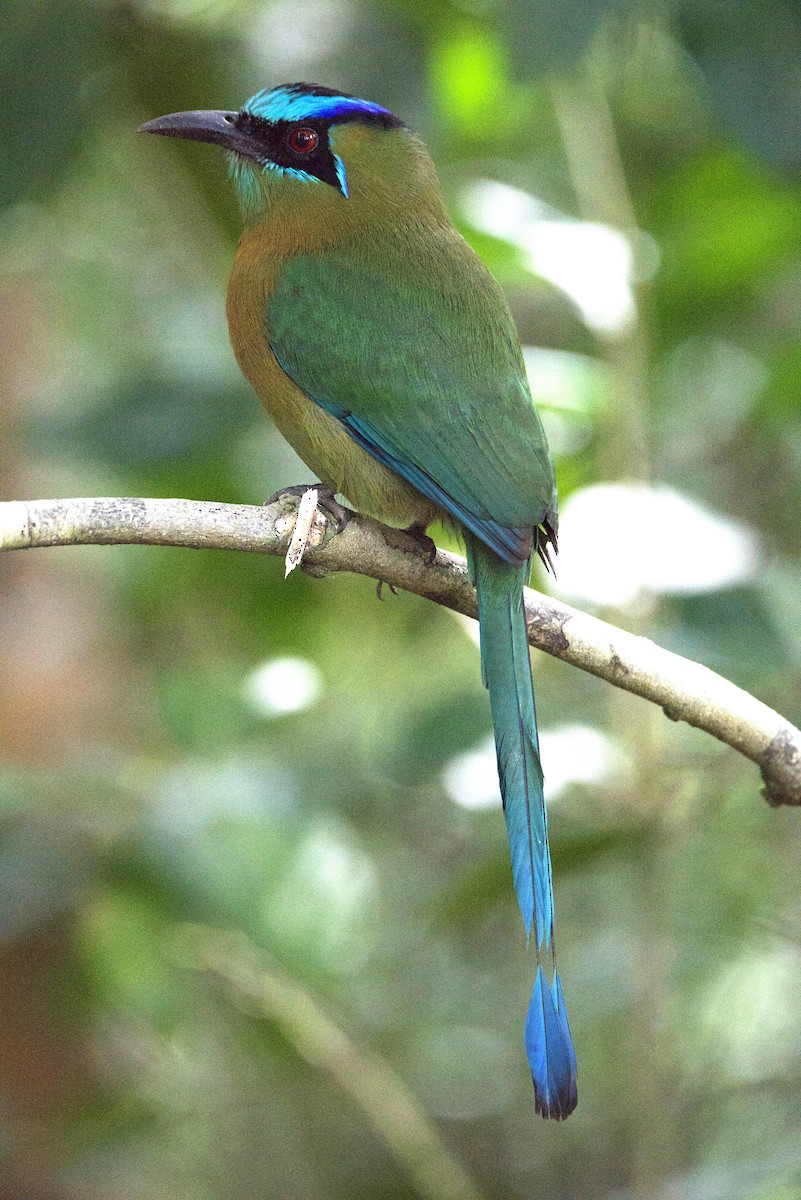 Lesson Motmotu - ML647209393