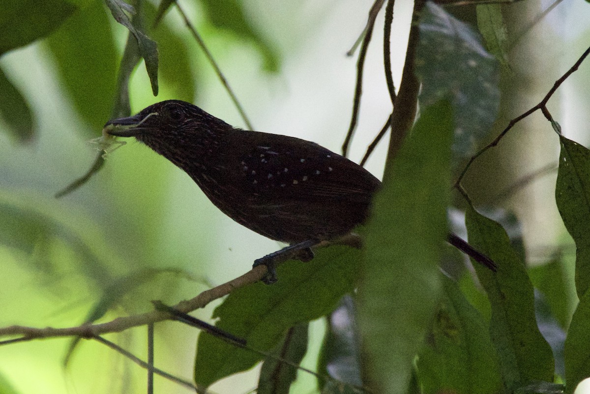 Black-hooded Antshrike - ML647209396