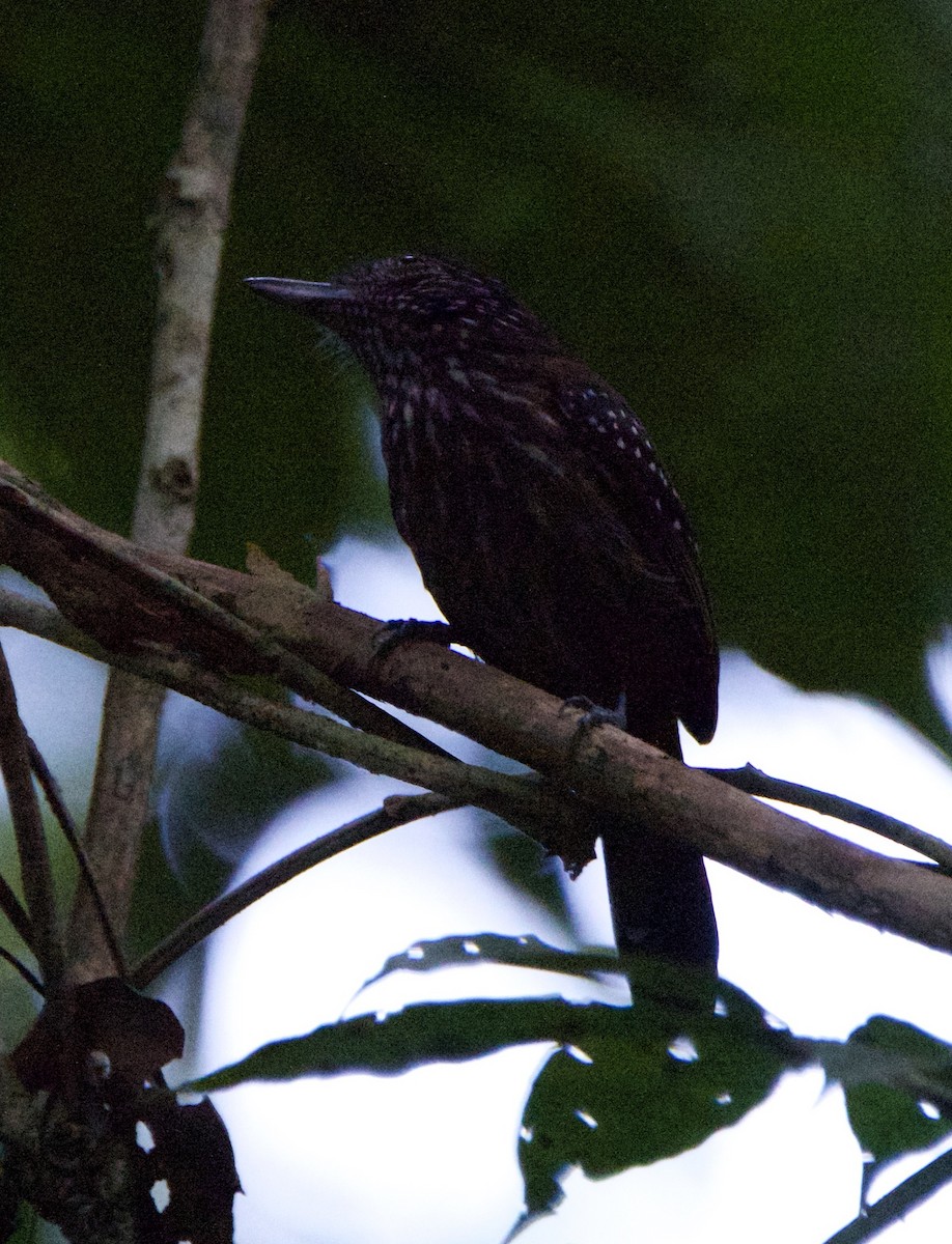 Black-hooded Antshrike - ML647209402