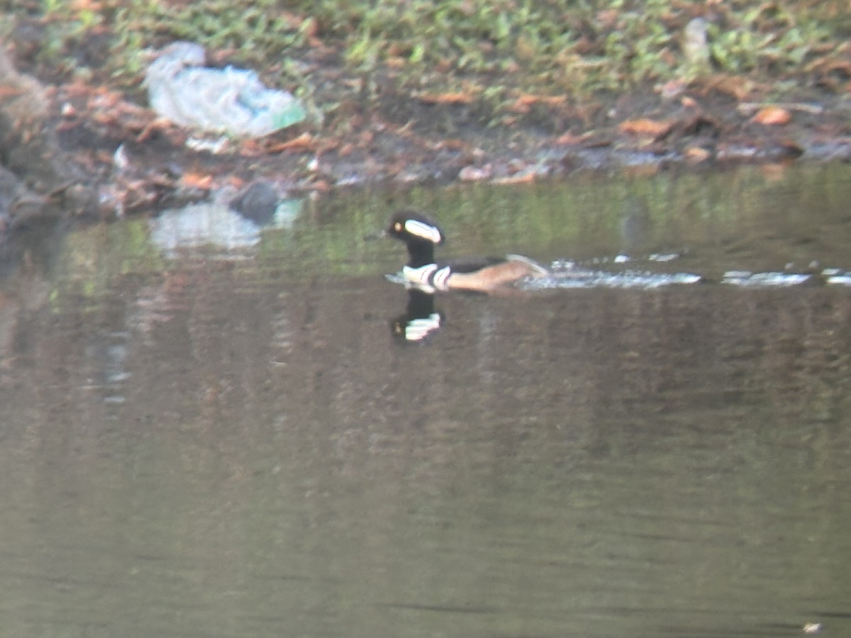 Hooded Merganser - ML647209406