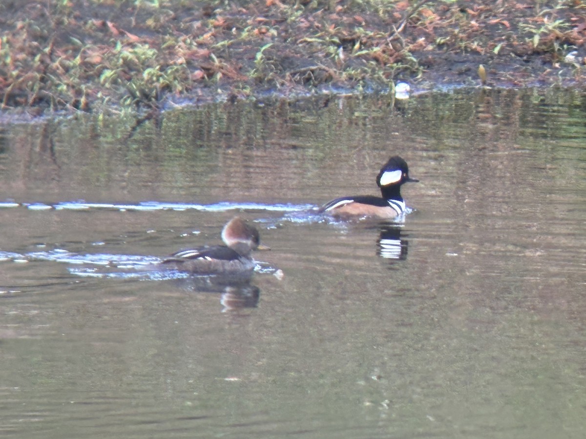 Hooded Merganser - ML647209407
