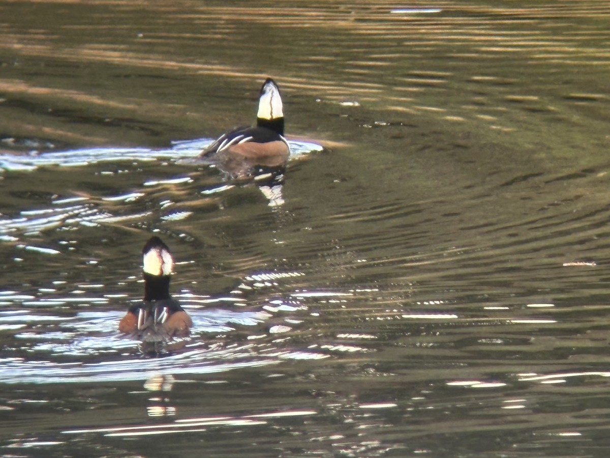 Hooded Merganser - ML647209408