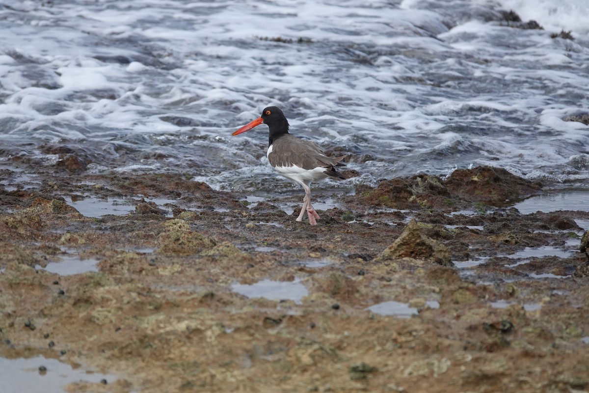 American Oystercatcher - ML647209417