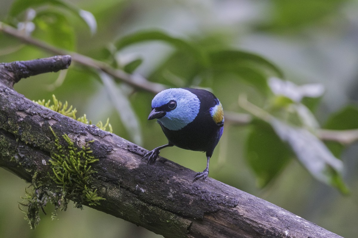 Blue-necked Tanager - ML647209421