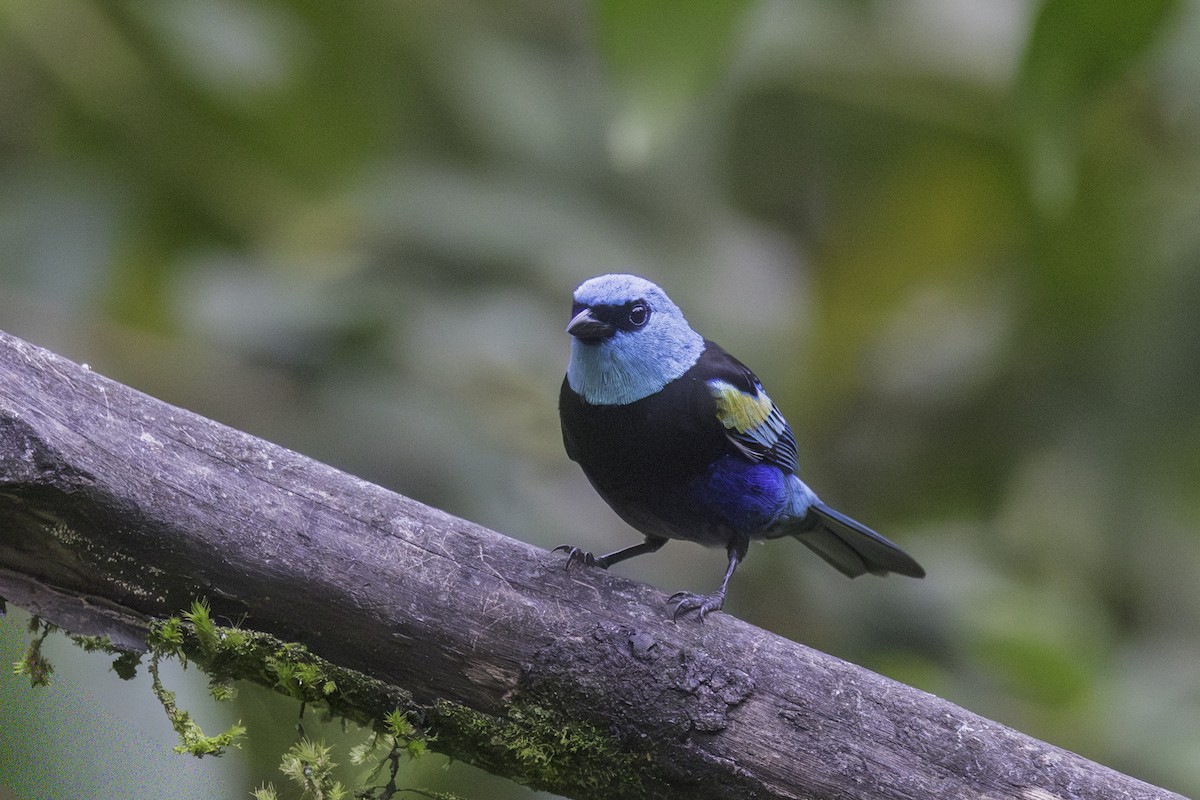 Blue-necked Tanager - ML647209422