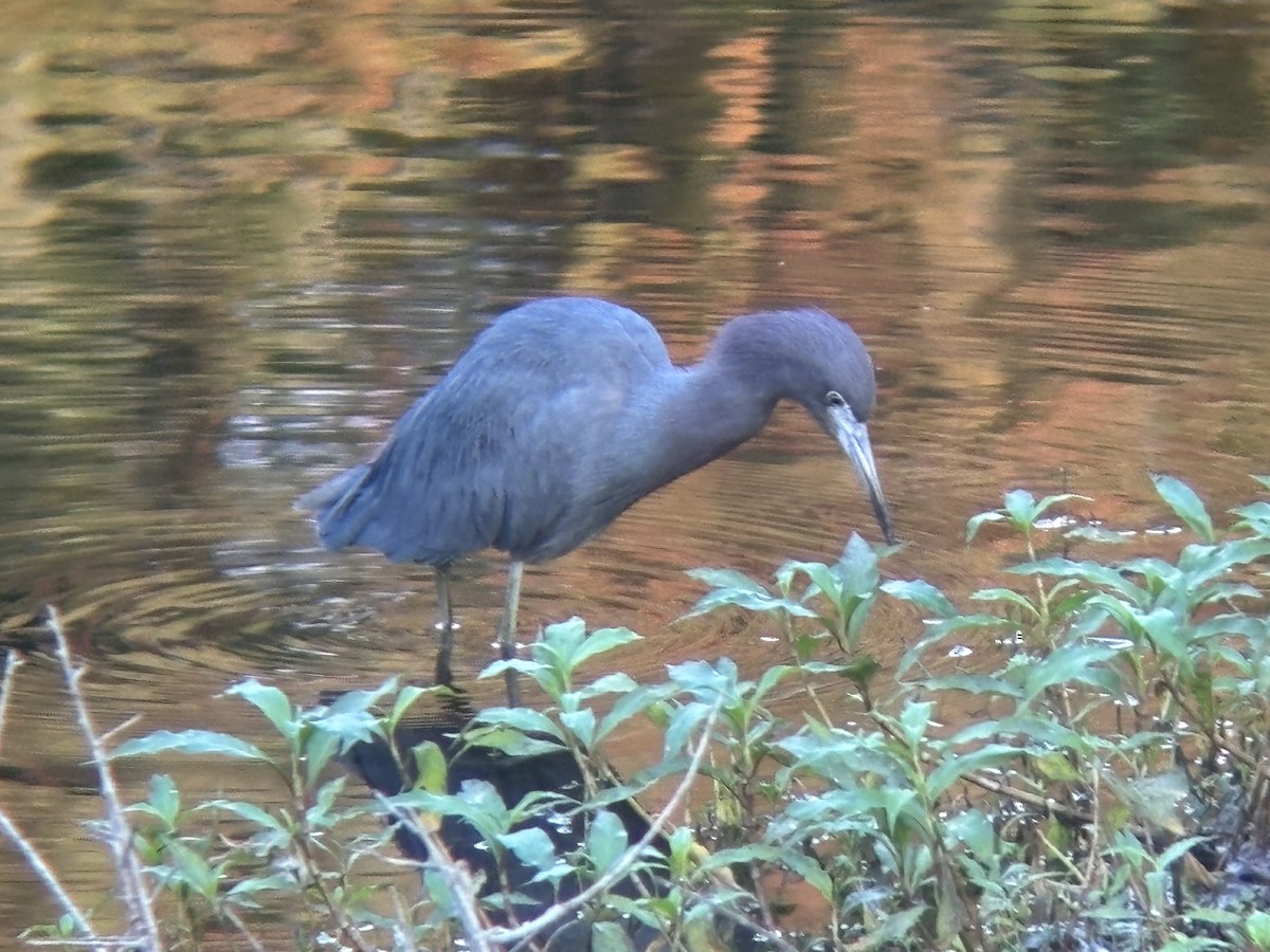 Little Blue Heron - ML647209423