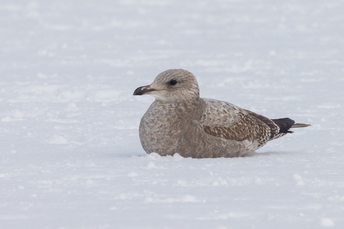 American Herring Gull - ML647209424