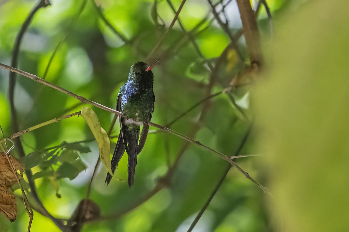 Canivet's Emerald - ML647209428