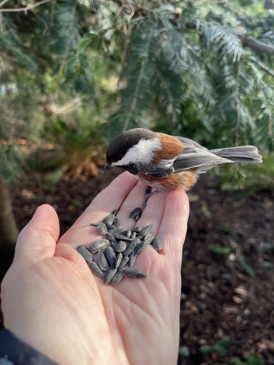 Chestnut-backed Chickadee - ML647209429