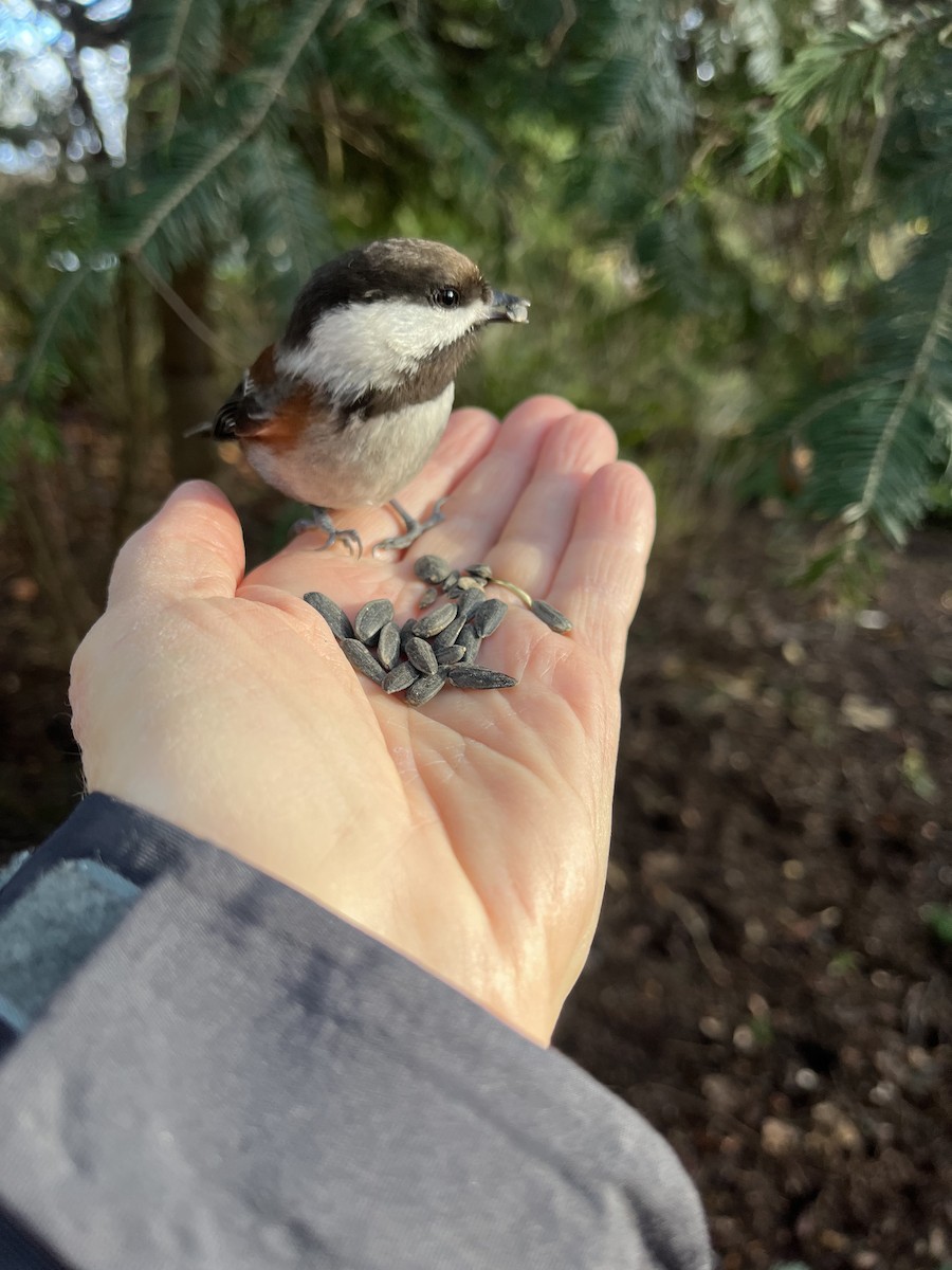 Chestnut-backed Chickadee - ML647209433