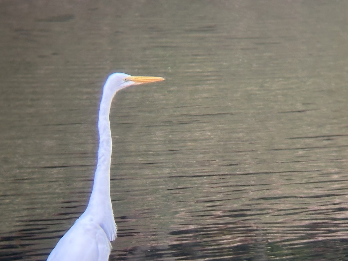 Great Egret - ML647209434