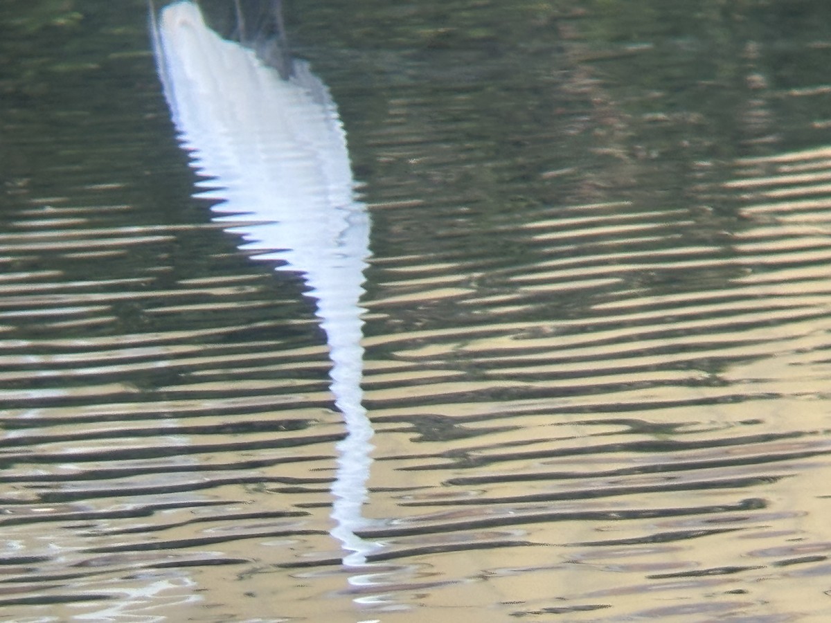 Great Egret - ML647209435