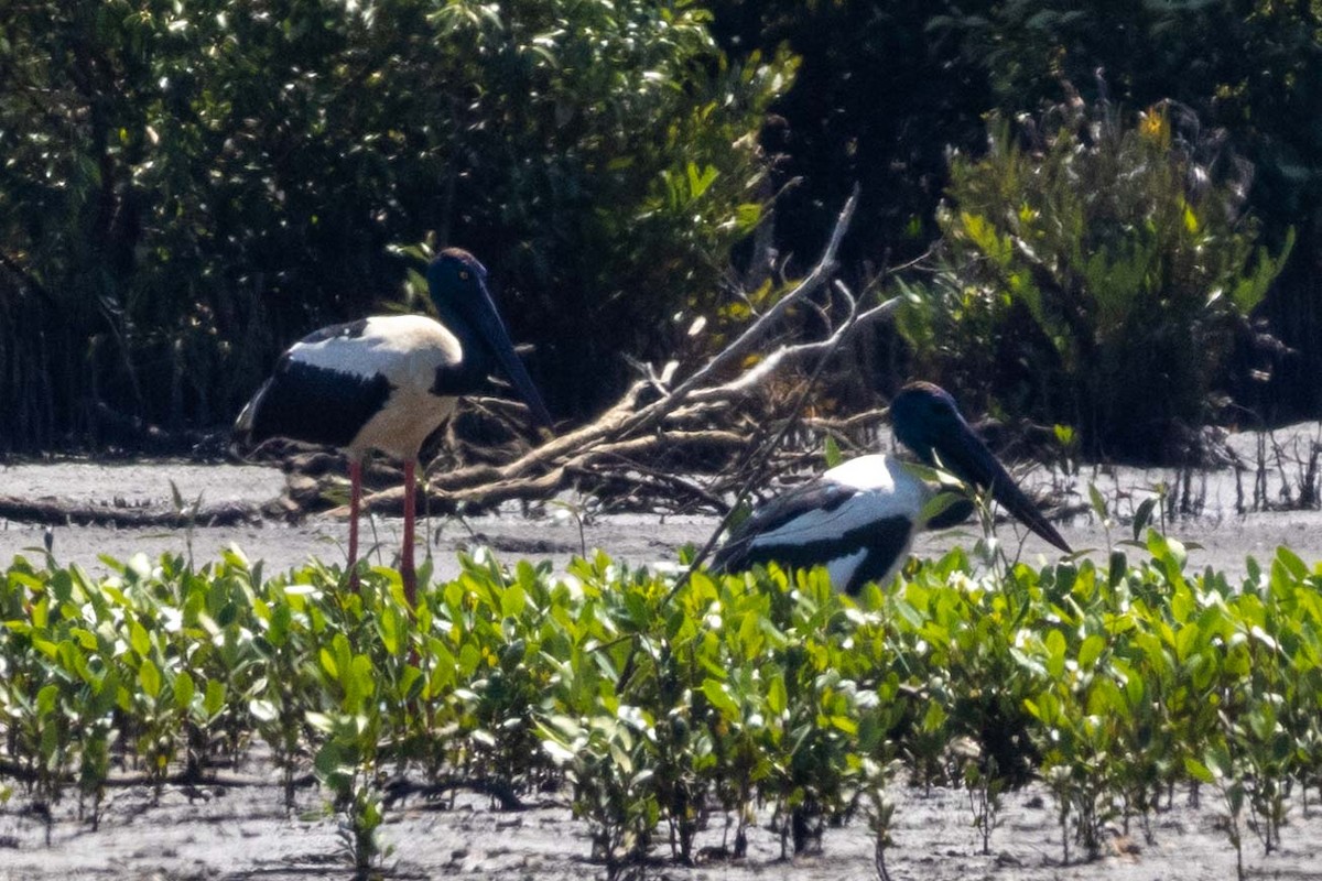 čáp černokrký - ML647209436