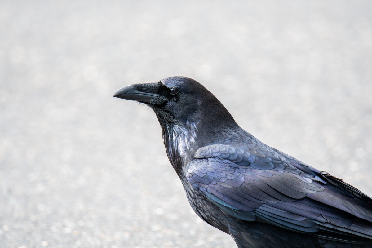 Common Raven - ML647209440