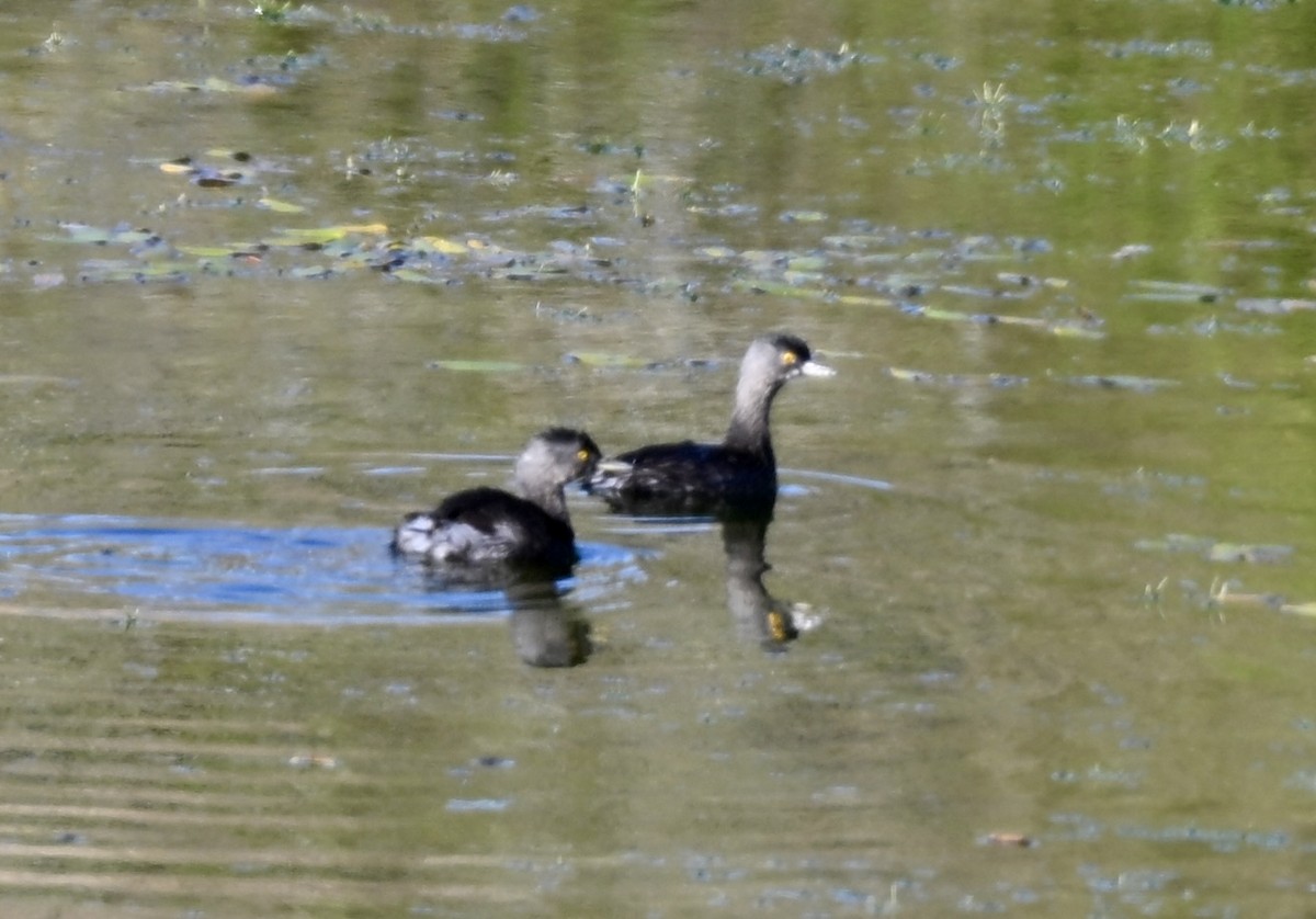 Least Grebe - ML647209448