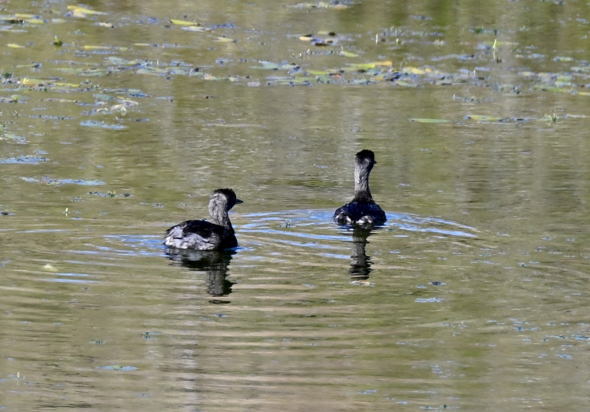Least Grebe - ML647209449