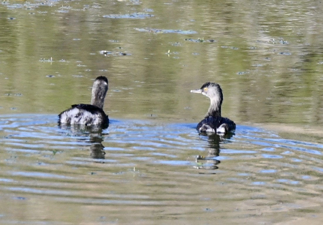 Least Grebe - ML647209450