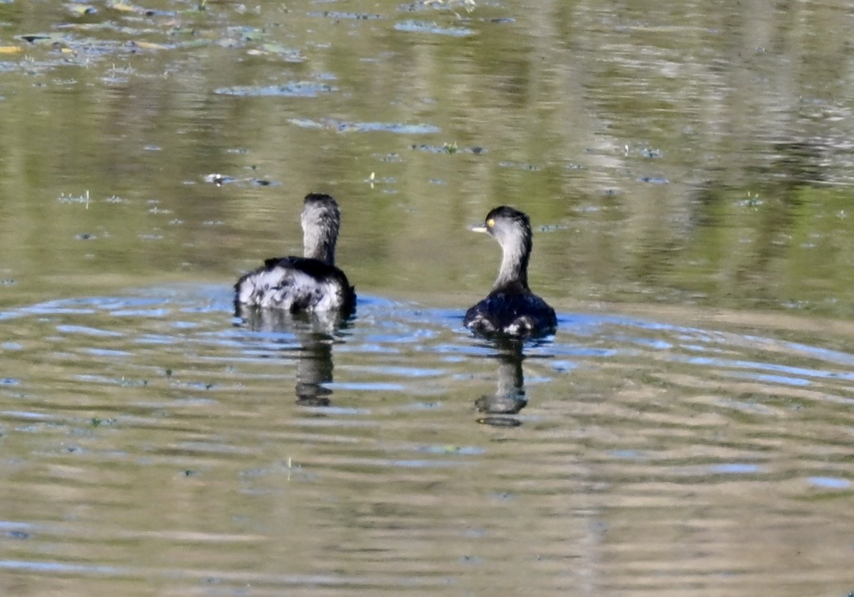 Least Grebe - ML647209451