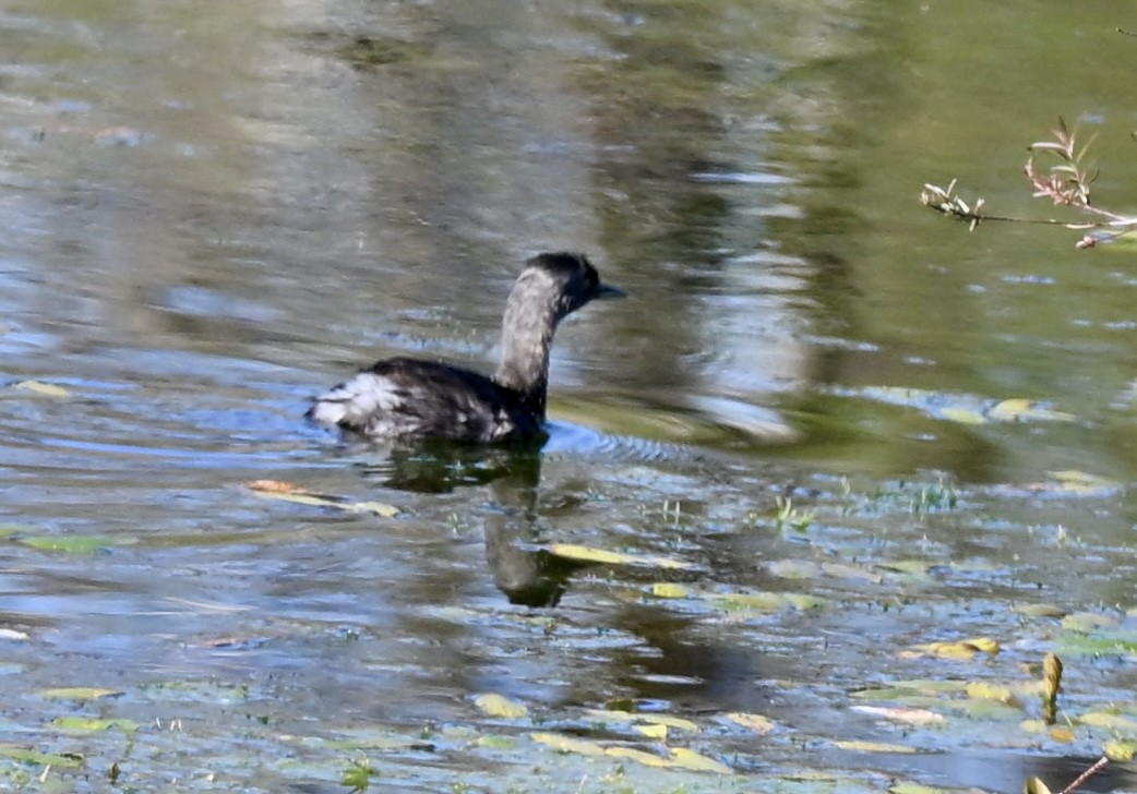 Least Grebe - ML647209452