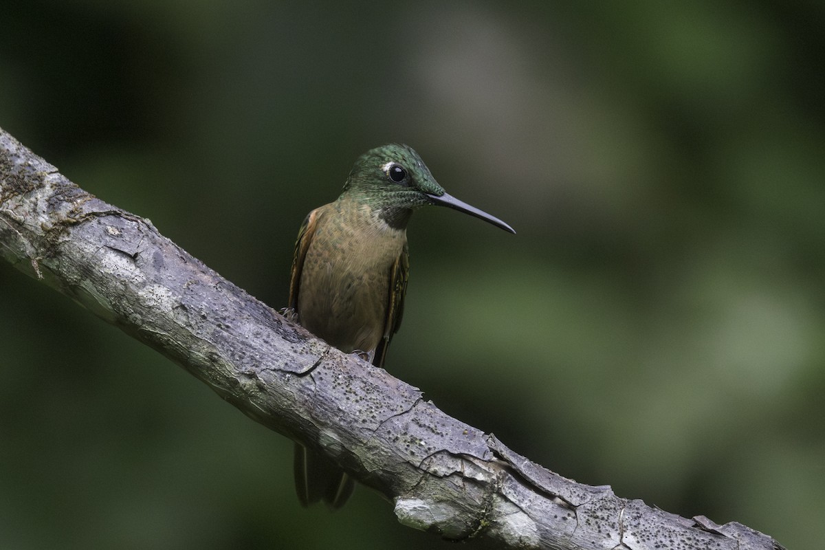 Fawn-breasted Brilliant - ML647209454