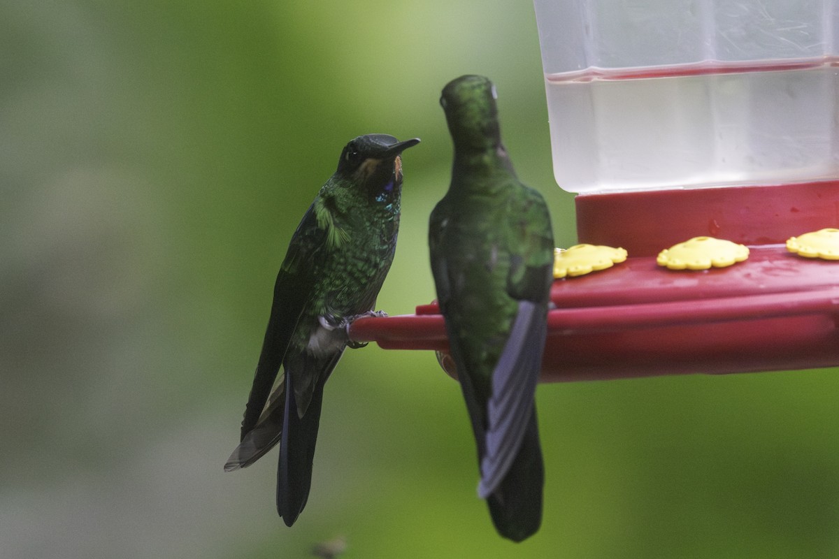 Fawn-breasted Brilliant - ML647209455