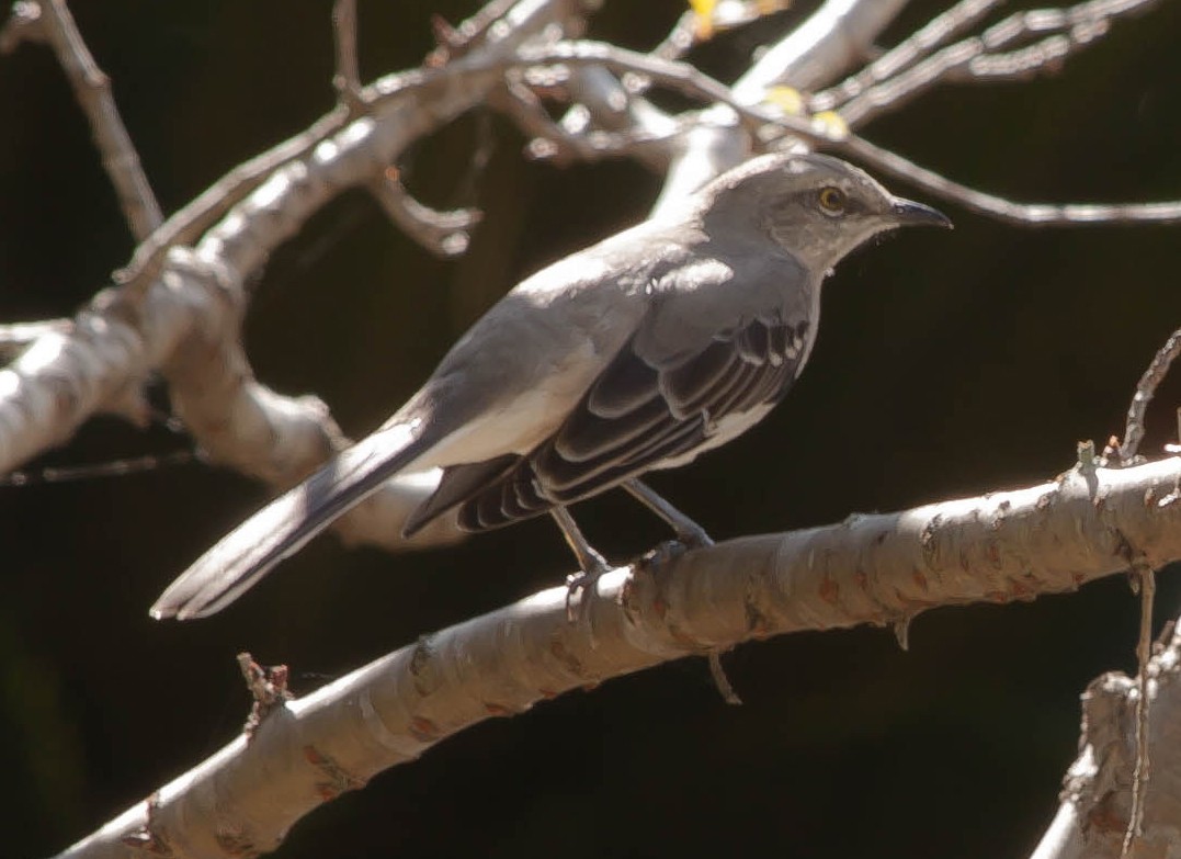 Northern Mockingbird - ML647209456