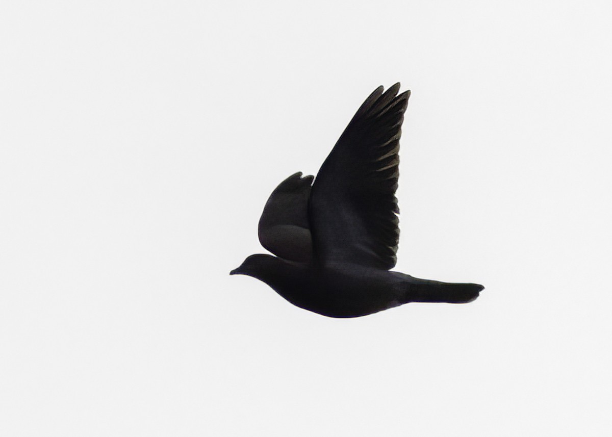 Pale-vented Pigeon - ML647209463