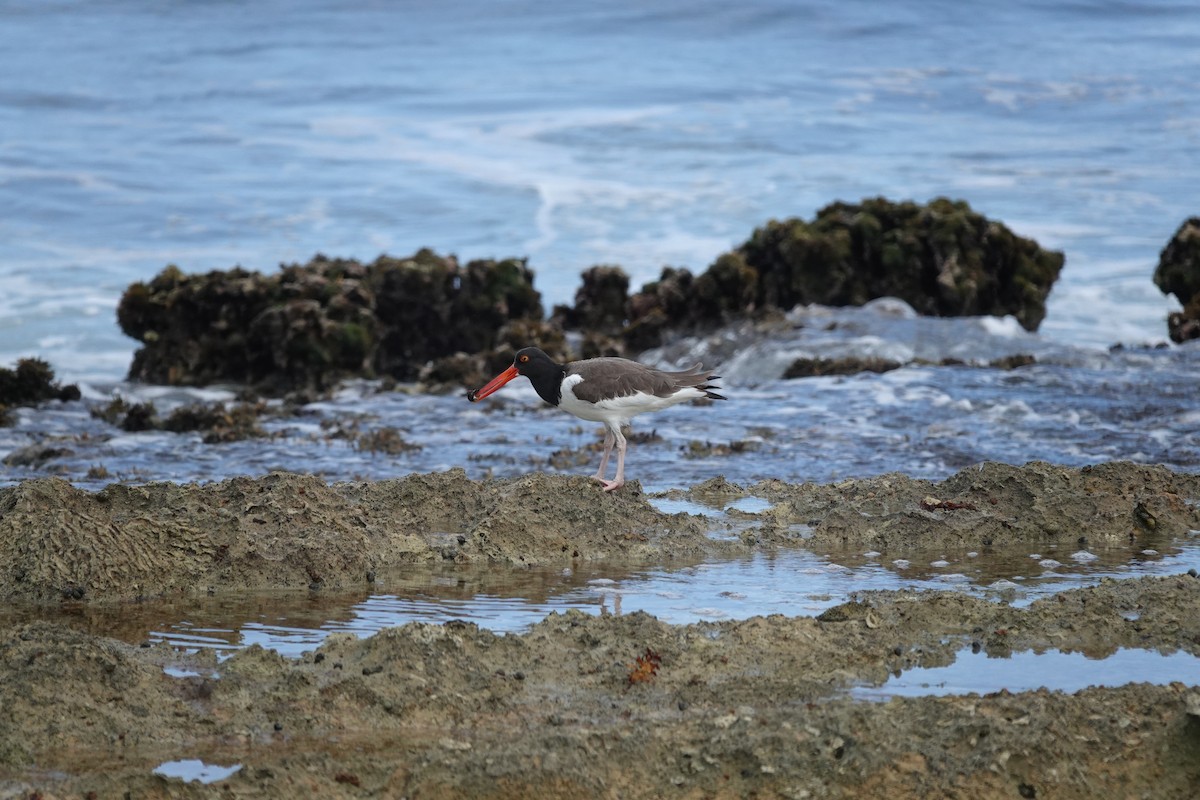 American Oystercatcher - ML647209464