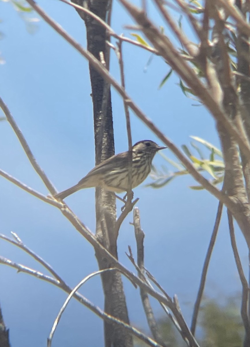 Grundhuscher - ML647209467