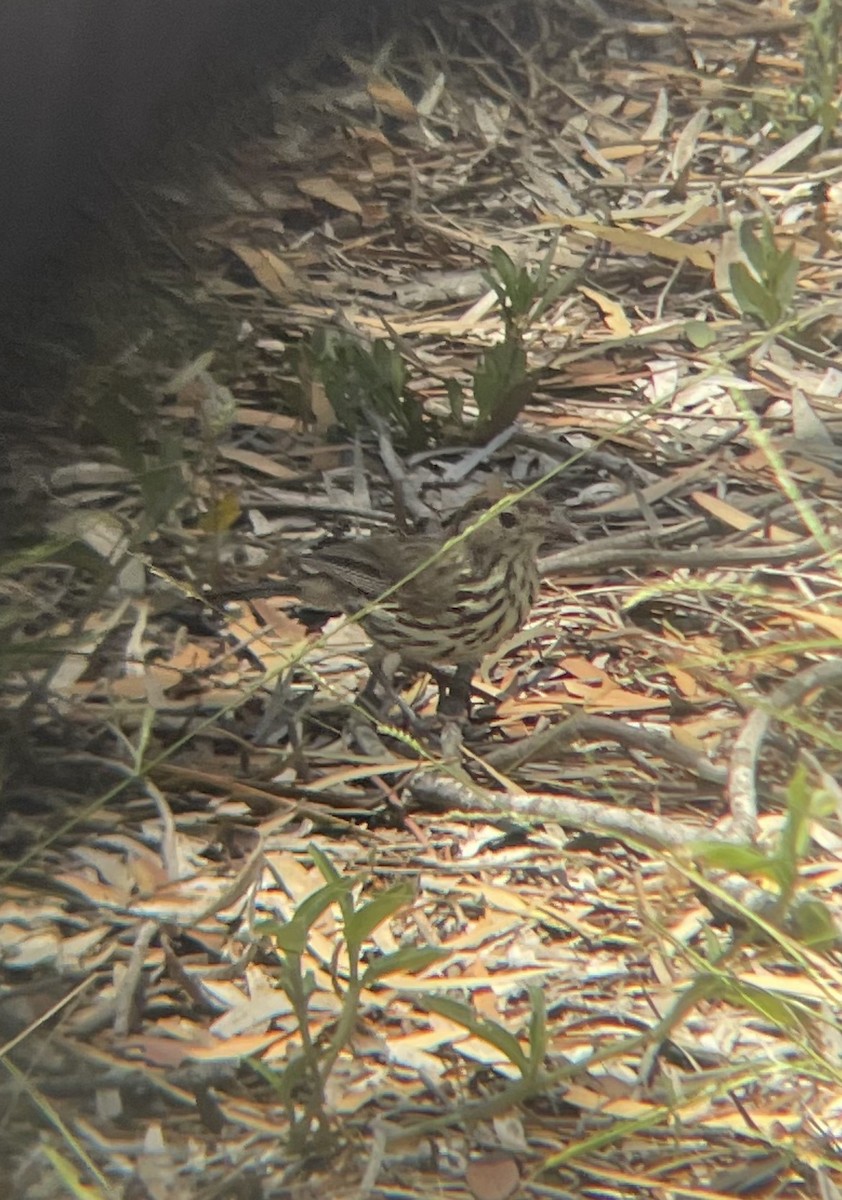 Grundhuscher - ML647209469