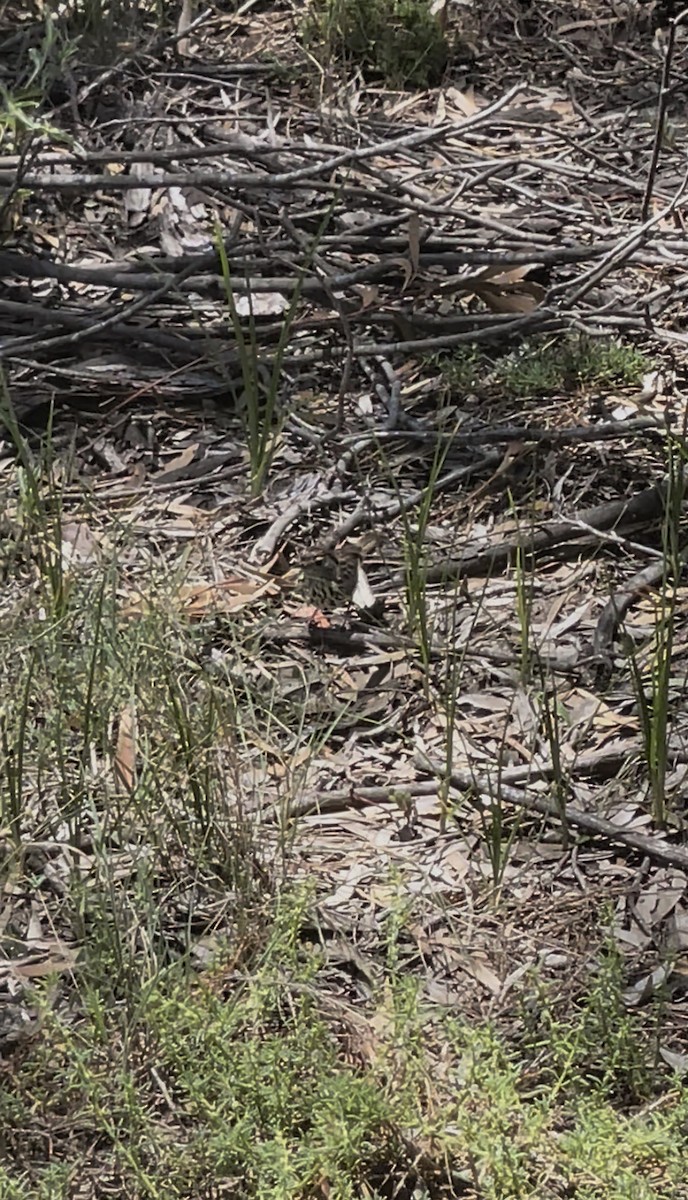 Grundhuscher - ML647209471