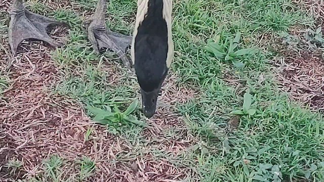 Hawaiian Goose - ML647209472