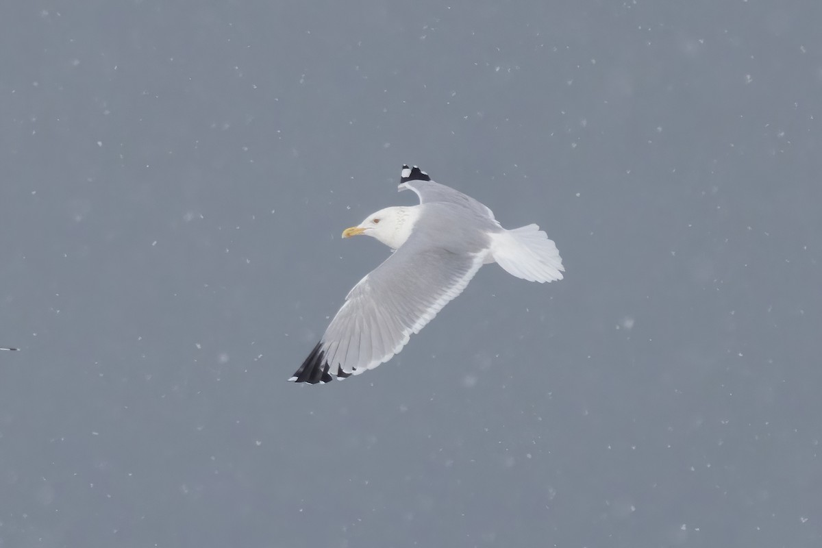 American Herring Gull - ML647209473