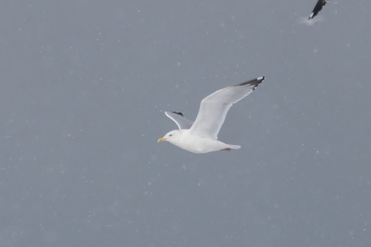 American Herring Gull - ML647209474