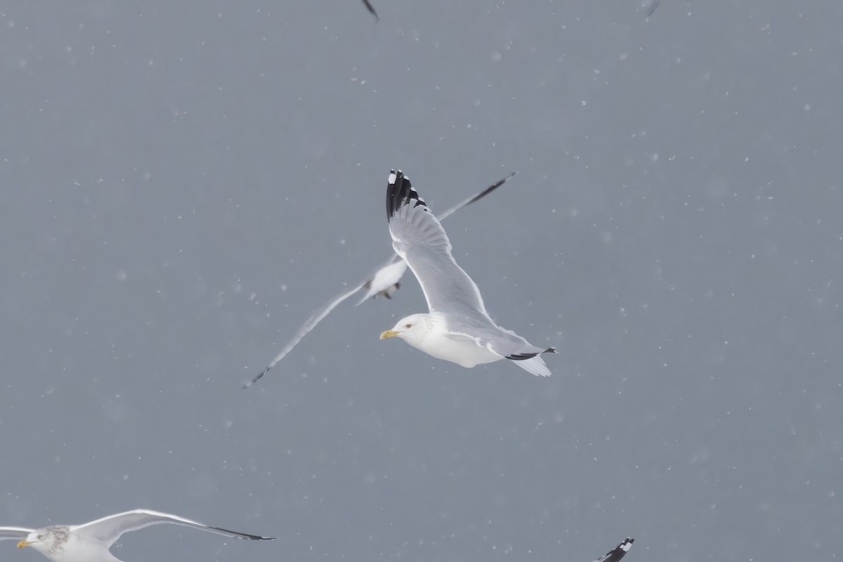 American Herring Gull - ML647209475