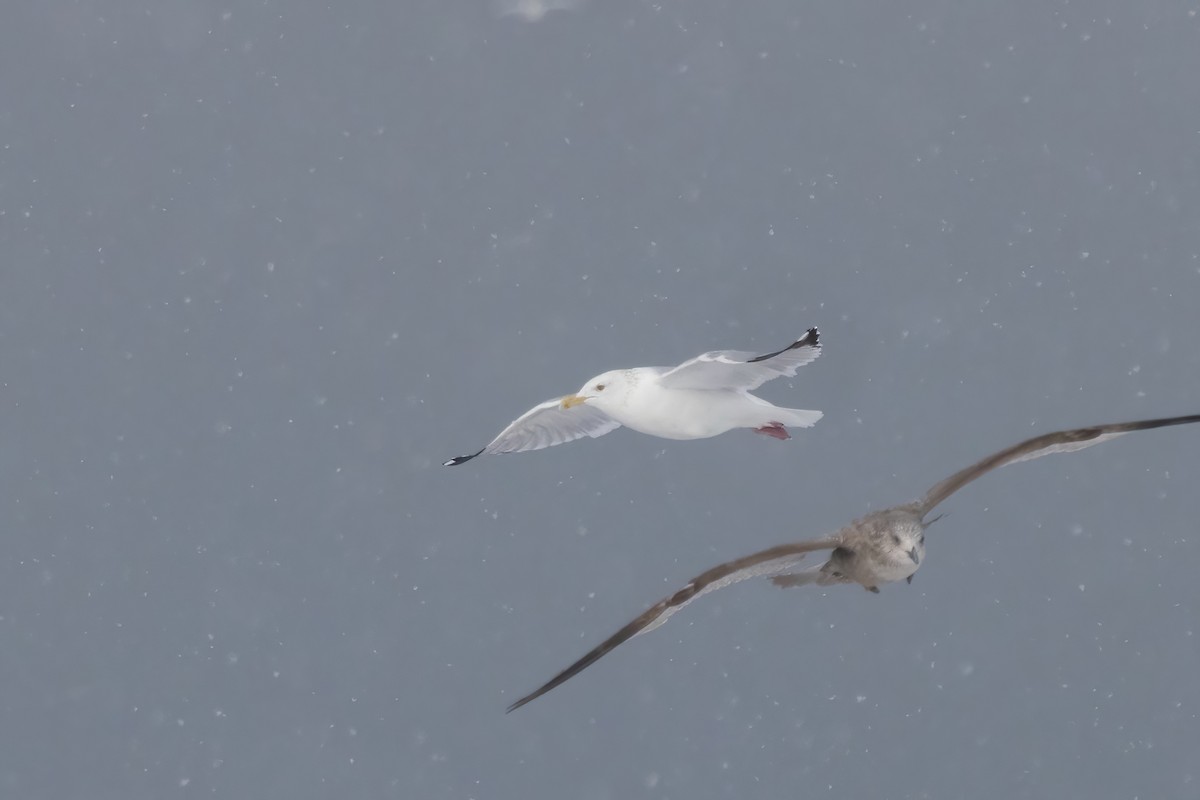 American Herring Gull - ML647209476