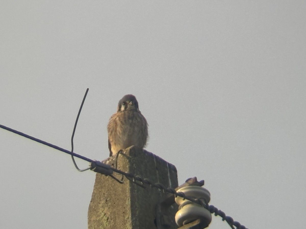 American Kestrel - ML647209491