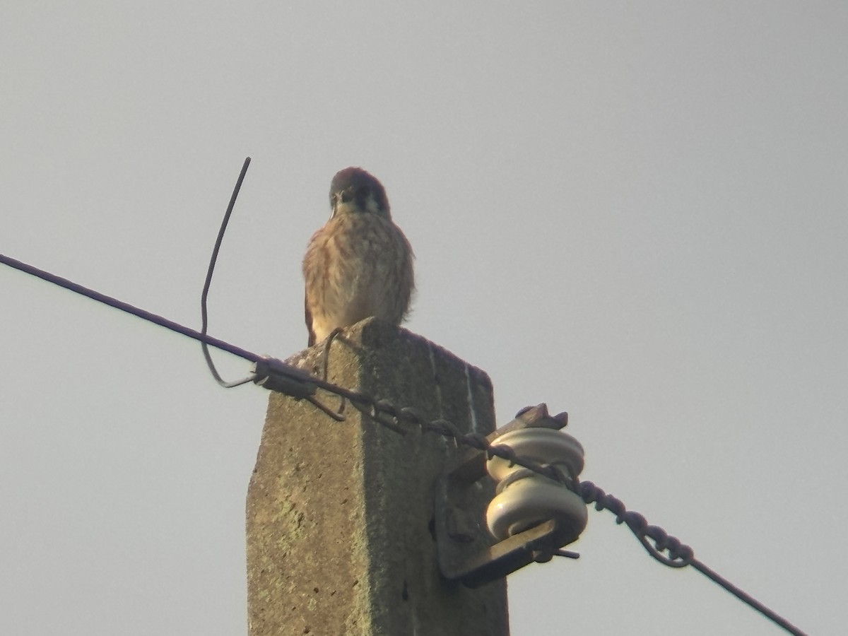 American Kestrel - ML647209492